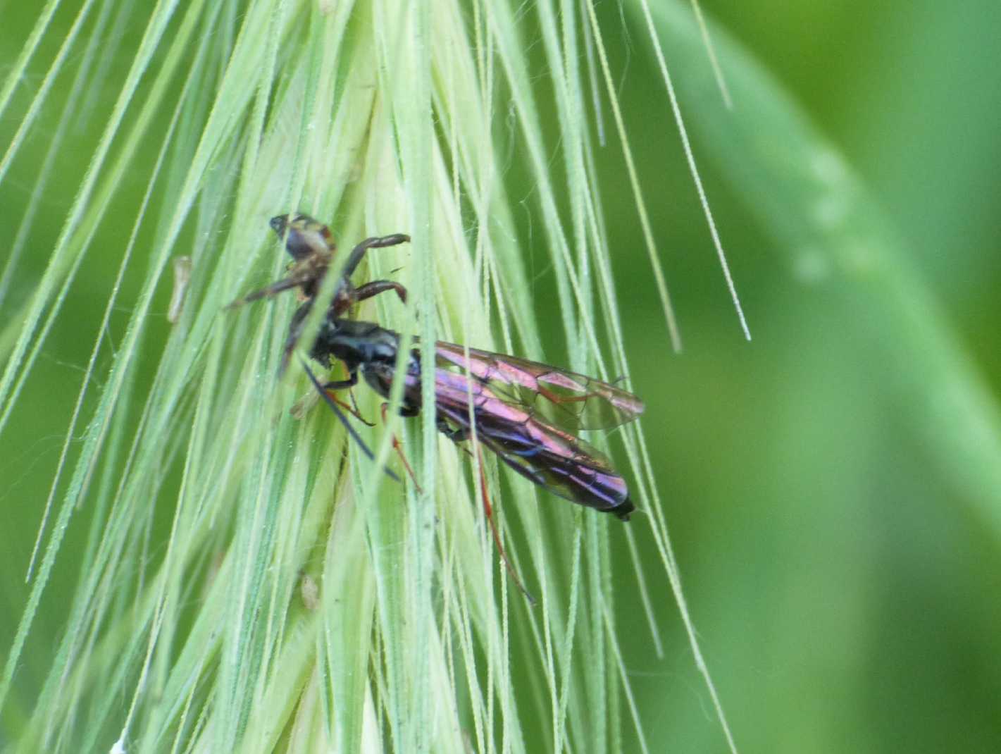 Strana preda di un ragno: forse, Cephidae